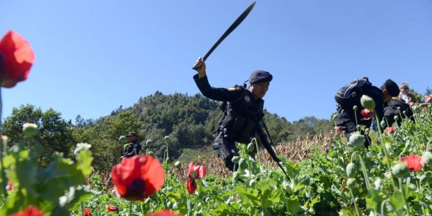 Mexican authorities destroying an illegal poppy field. (Getty/AFP)